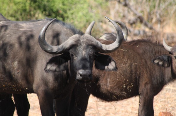 Buffaloherds Buffalo