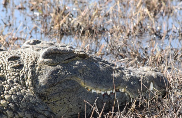 Crocs Crocodile in Botswana