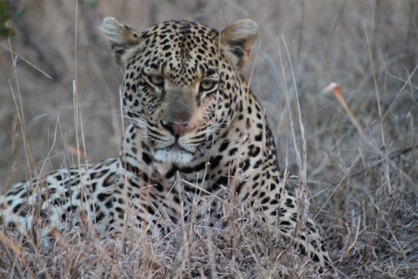 Leopard4 Leopard, one of the Big 5
