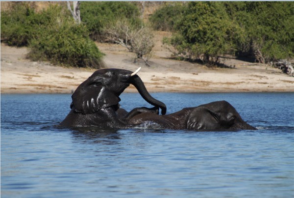 nGomalodge Ngoma Safari Lodge, Chobe National Park