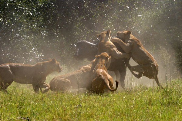 duba-plains-lion-hunt Lions hunting buffalo at Duba Plains
