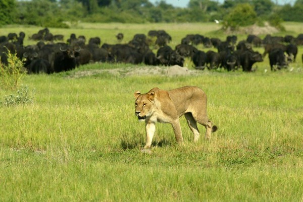 duba-plains-lioness A lioness seen at Duba Plains in the Okavango Delta