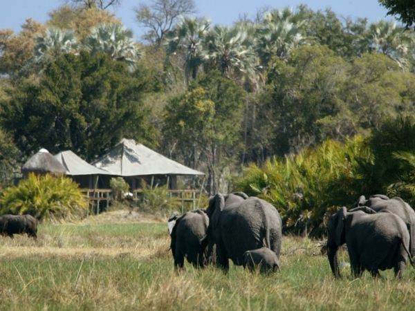 little-mombo-elephants Elephants walks past Little Mombo