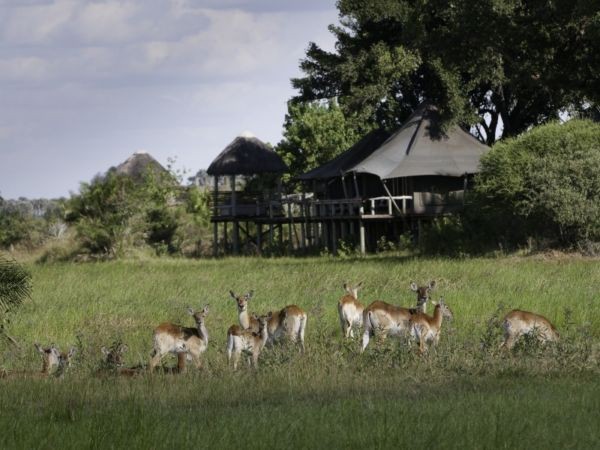 little-mombo-lechwe Red lechwe in front of Little Mombo