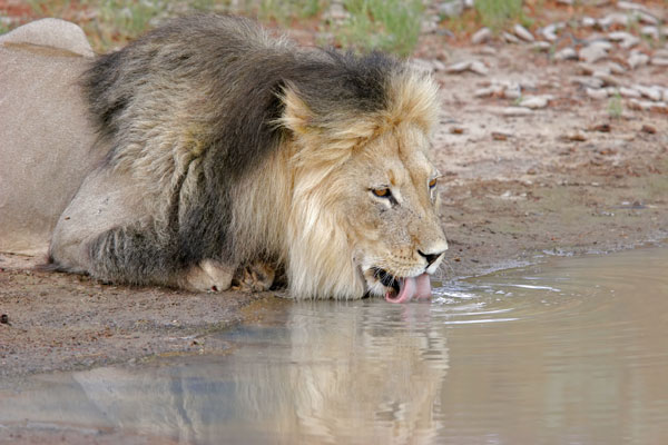 What animals do lions have a symbiotic relationship with?