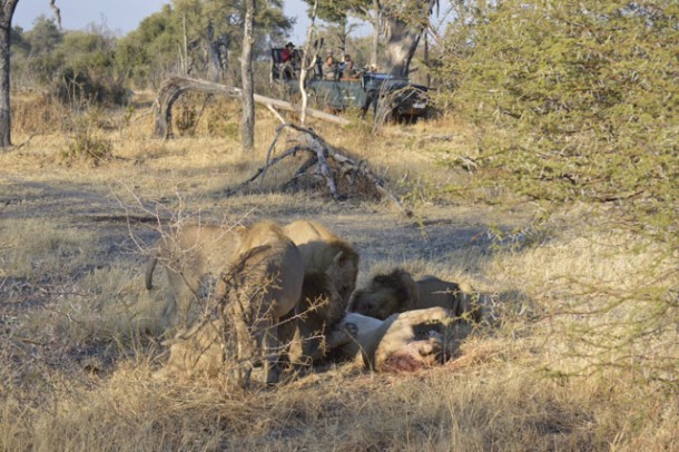 Cannibalistic Lions