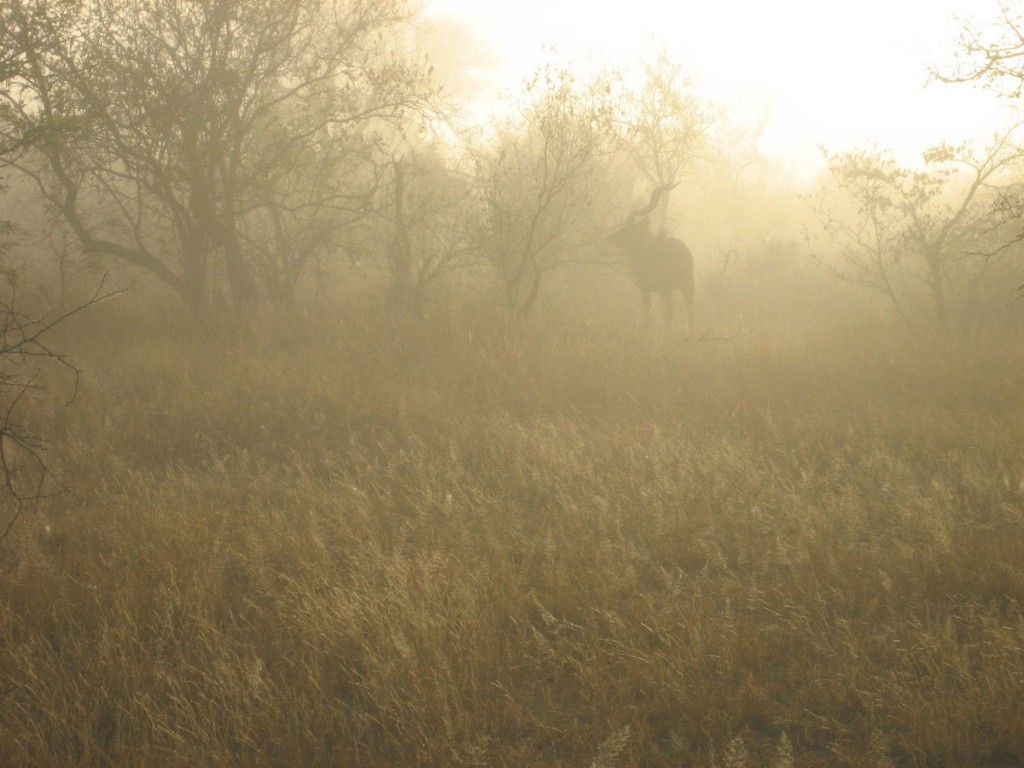 kudu in the mist