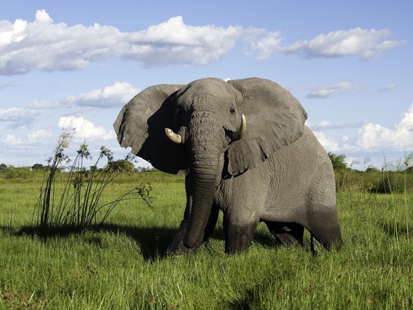 botswana client feedback elephant
