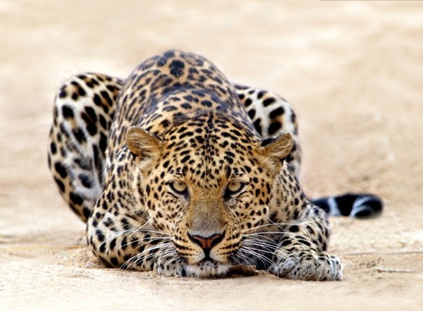 kruger client feedback leopard