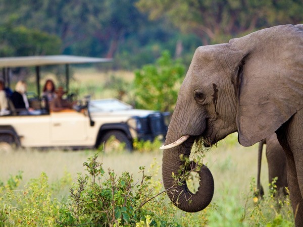 botswana elephant 600