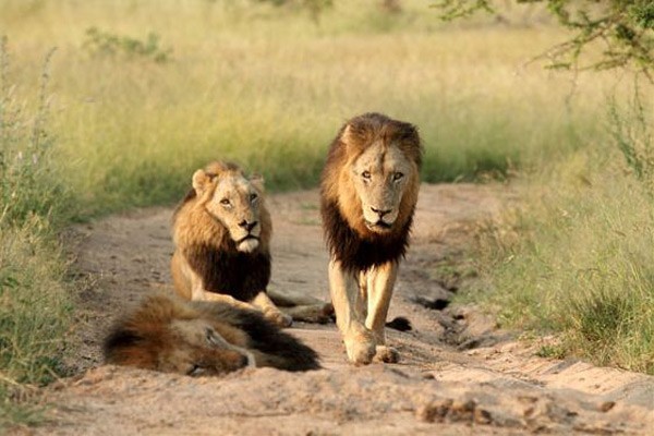 Mapogo Male Lions Update