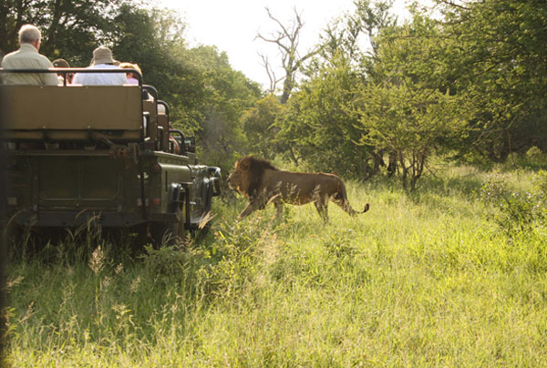 Kruger Safari and Cape Town Highlights – Client Feedback By Natasha Allan