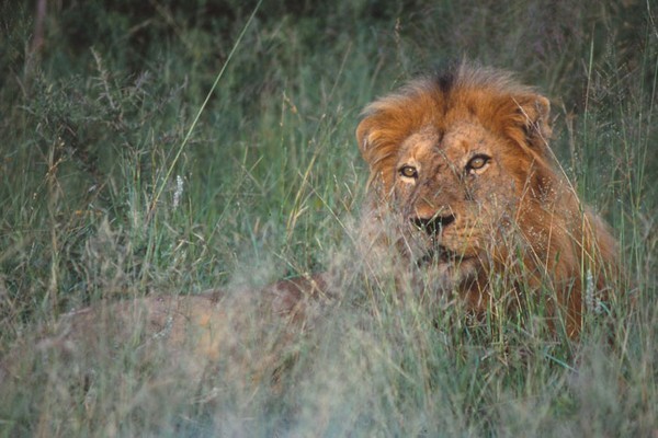 Male lion take over – by Brett Thomson