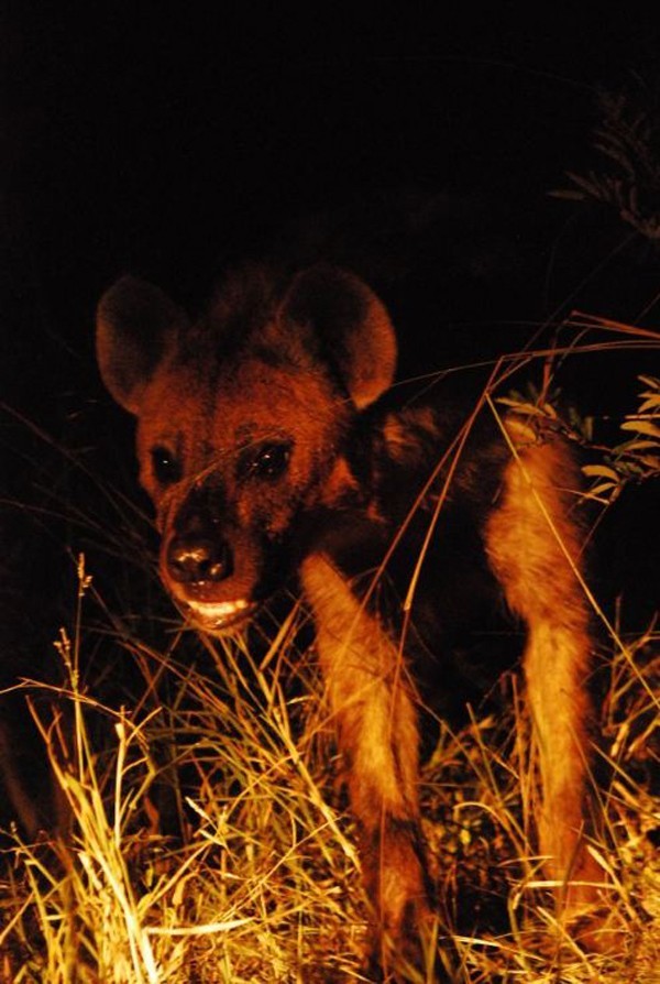 Rhulani loses her kill to hyena’s at Africa on Foot Camp – by Brett Thomson