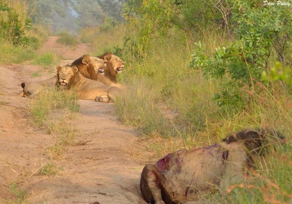One of the Mapoga Males has been killed – by Brett Thomson