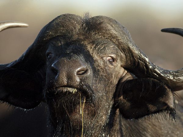 relentless enemies buffalo