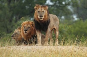 History of the Mapogo Male Lions - by Brett Thomson