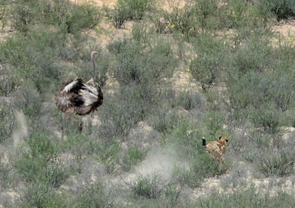 Fastest Land Animal versus Fastest Land Bird in the Kgalagadi! By Brett Thomson