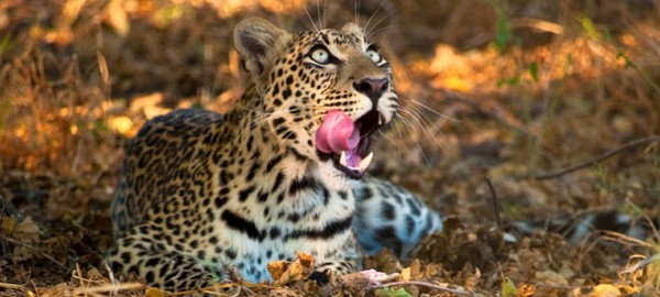 leopard lick lips