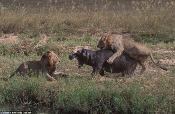 Lions hunt hippo in the Sabi Sand – by Brett Thomson