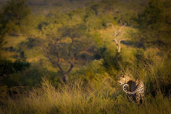 Exquisite beauty of the Leopards of Londolozi – by Brett Thomson