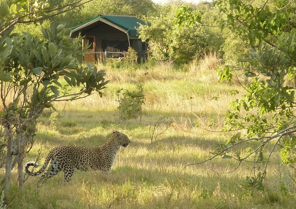 Botswana’s Hidden Secret – Sango Safari Camp