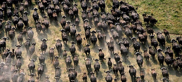 buffalo run 600