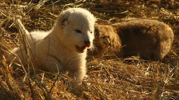 Ross Pride lioness gives birth to white lion cub – by Brett Thomson