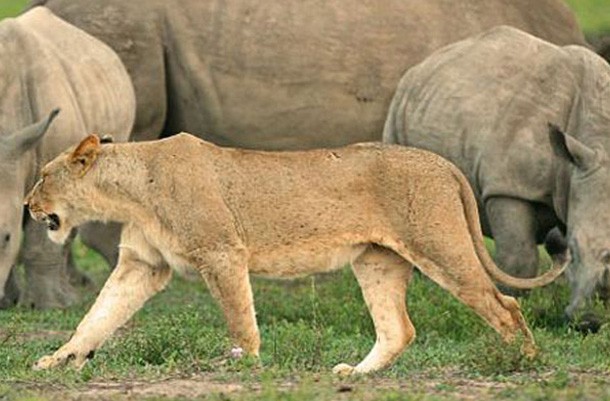 Timbavati