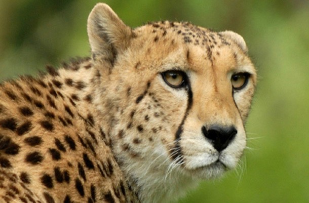 arathusacheetah