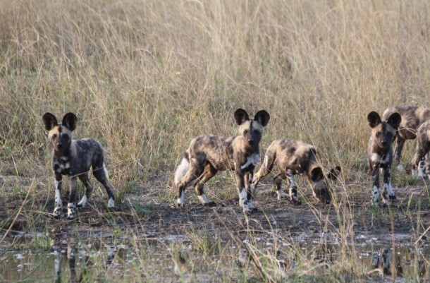 wilddogsdelta