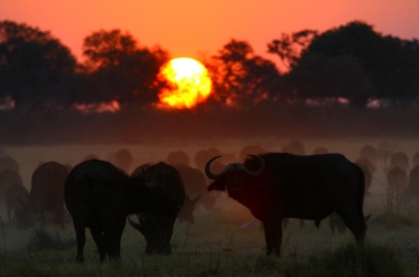 Discover Hwange, the Land of the Giants