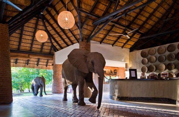 Elephants Walk Through the Reception at Zambia’s Mfuwe Lodge