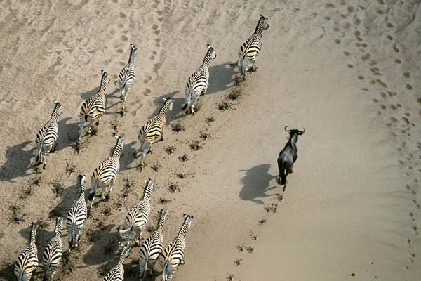 Zebra migration