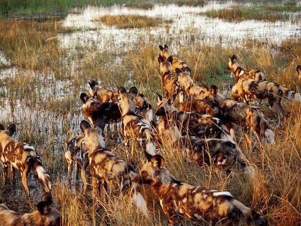 wild dog okavango wilderness600