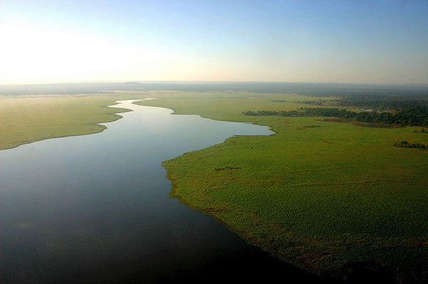 Lions of Gorongosa National Park