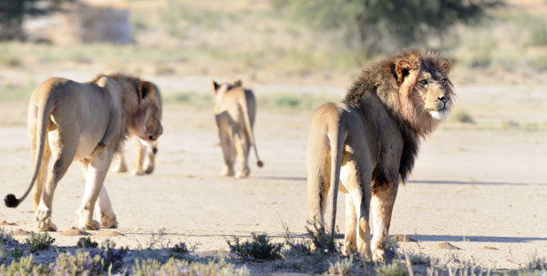 Dune Kings: An Introduction to the Lions of the Kalahari