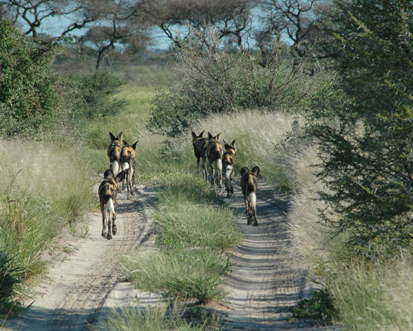 The Green Desert of Central Kalahari Botswana