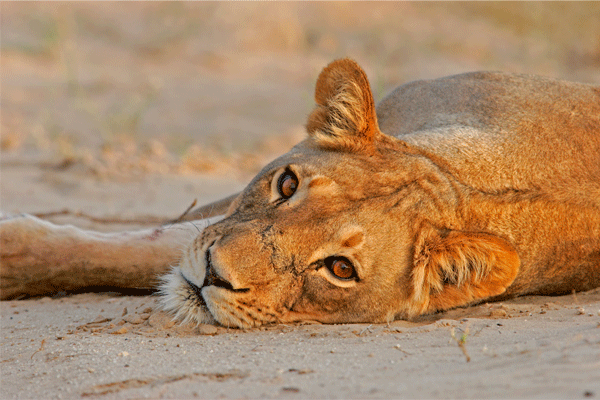 Kalahari Dune Kings: The Champion Lioness