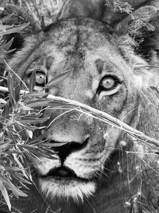 I’ve Just Seen the Black-maned Lions of the Kalahari – By Carolynne Higgins