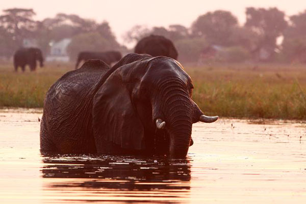 elephant swim