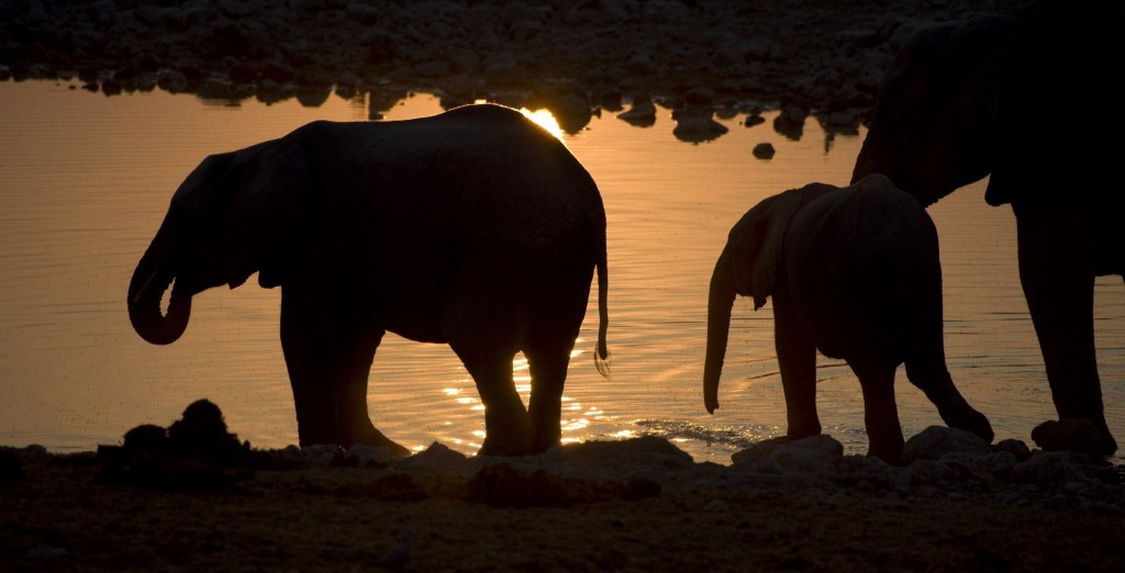 khaudum sunset elephant