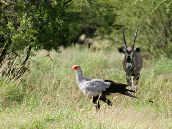 The Central Kalahari Game Reserve