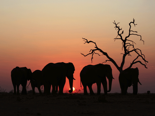 African Elephants Rediscover their Routes