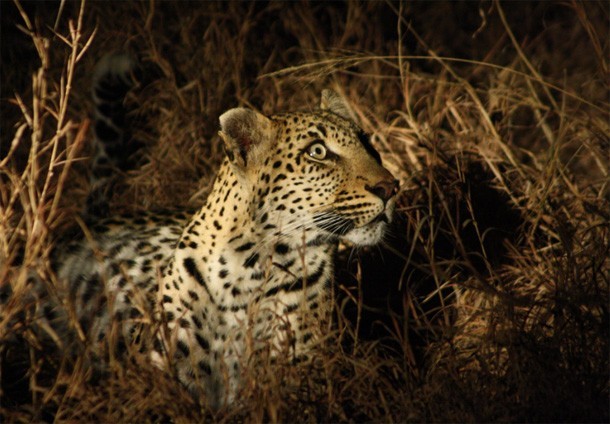 News for Lion, Elephant and Leopard Conservation