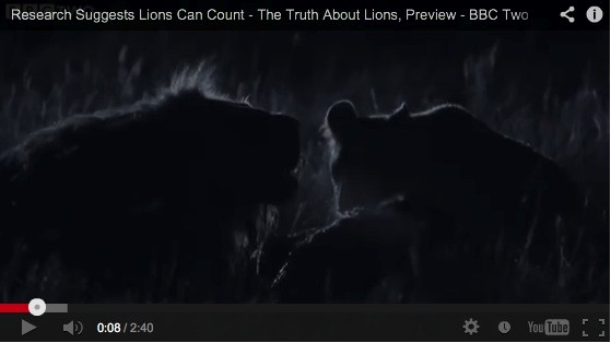 BBC Research – Can Lions Count? Watch the Video