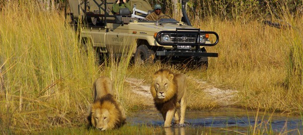 Botswana Safari in the Okavango and Chobe – Client Feedback