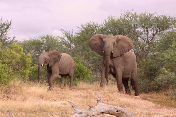 nthambo elephants