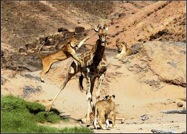 Namibia’s Pride: Desert Lions of the Skeleton Coast