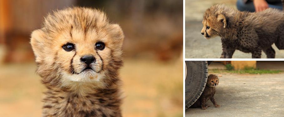 Nala the cheetah cub gets a second chance at life